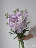 预售28号到货 浅紫色紫罗兰 一扎10支，支长50厘米 商品缩略图1
