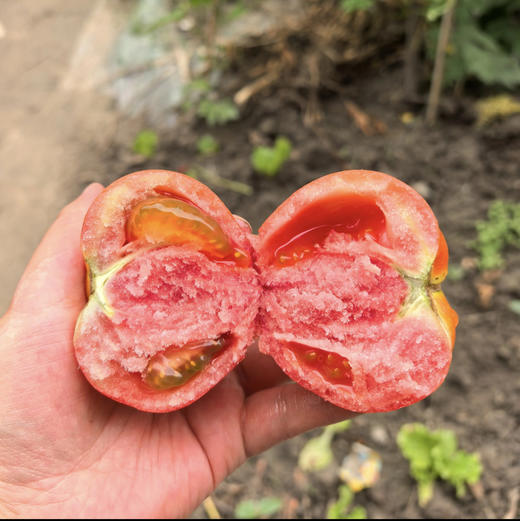 本地沙瓤柿子，绿色种植，皮薄沙瓤味浓，5斤/箱 商品图0