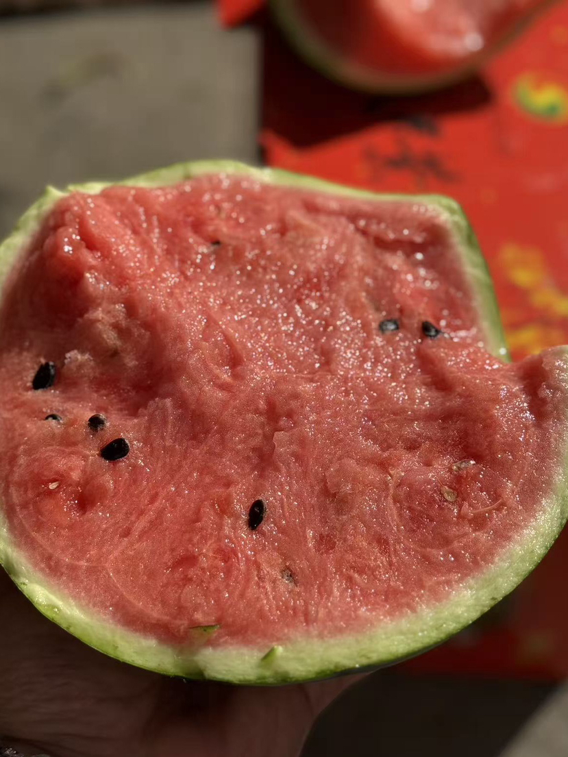 海南开春头茬麒麟瓜，有籽无籽随机发，国货之光！瓜香四溢，无松脆甜蜜蜜.