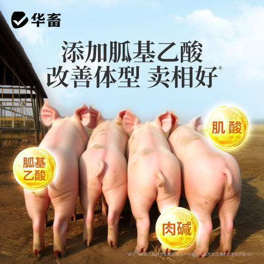 华畜 速长肽升级版 吃得多 消耗少 吸收好 长得快 体型好 更压秤 商品图12