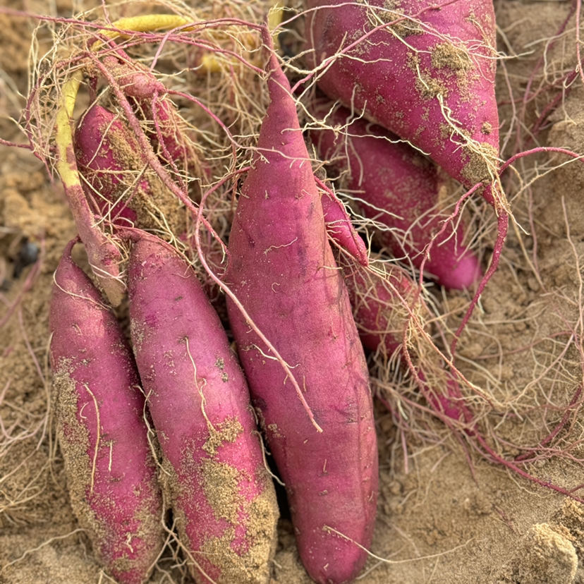 石家庄优选仓库速达，壹家良品&板栗红薯，海南澄迈富硒地瓜，紫红皮黄心软糯香甜栗香浓郁  净重5斤礼盒装