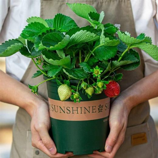 【29.9元2盆 草莓盆栽】预售3天内发 好看又能吃 带红草莓发货~ 商品图4