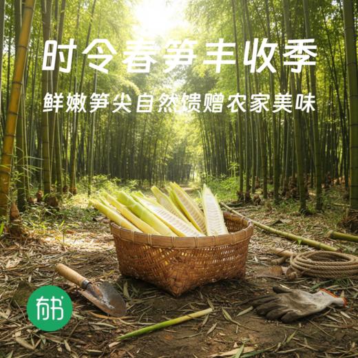 <有书甄选>福建雷竹鲜春笋|（现挖顺丰包邮） 商品图0