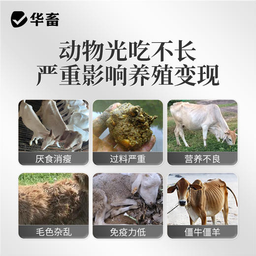 华畜 速长肽升级版 吃得多 消耗少 吸收好 长得快 体型好 更压秤 商品图1