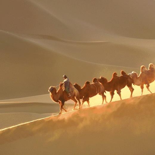 早鸟减1200！！【五一】逃离城市计划，带娃住进“沙漠迪士尼”！解锁内蒙草原+沙漠通关式亲子游 商品图3