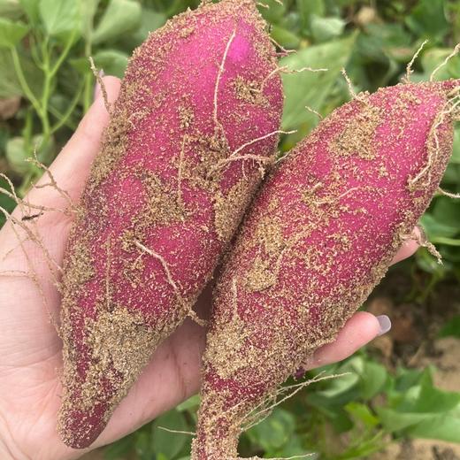 贝壳-南采·鸣门金时地瓜 粉糯香甜. 口感绵密·入口即化·几乎无纤维 商品图5