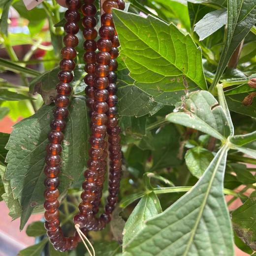 600元/条山龟佛珠 商品图2