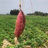 贝壳-南采·鸣门金时地瓜 粉糯香甜. 口感绵密·入口即化·几乎无纤维 商品缩略图6