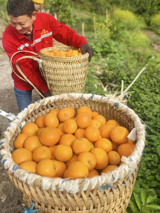 苍穹无核蜜柑，果味浓郁，水分超级足，爆汁，细腻无渣，几乎纯甜，无核 商品图10