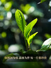 3月16日中午12点【百花潭散茶】2026年春茶预售易武茶区百花潭古树以百花之名绽放野冽韵味 原始野韵 弥足珍贵，500克/箱 商品缩略图7