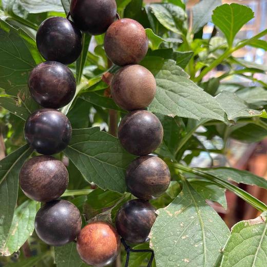 380元/串血龙木手串 商品图1