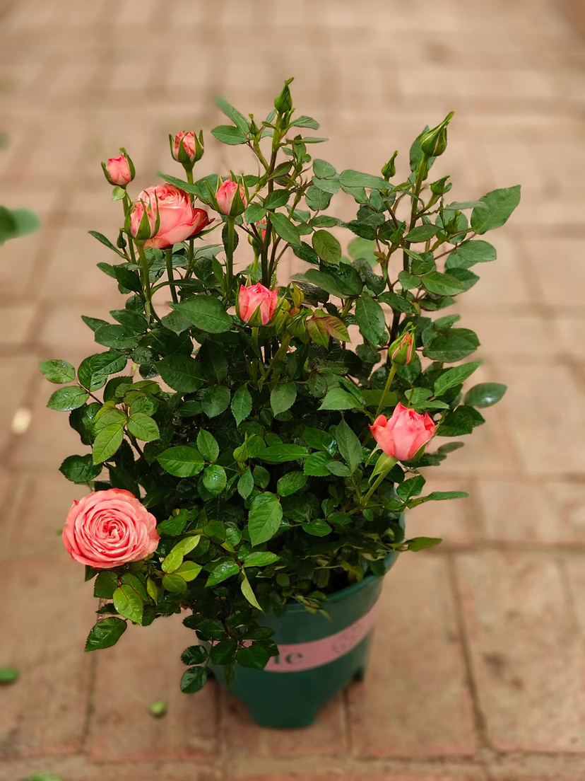 现货 秒杀两加仑特大精品盆栽玫瑰