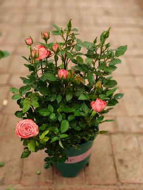 现货 秒杀两加仑特大精品盆栽玫瑰