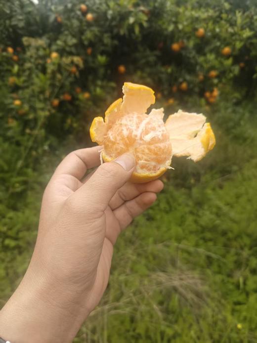 苍穹无核蜜柑，果味浓郁，水分超级足，爆汁，细腻无渣，几乎纯甜，无核 商品图8