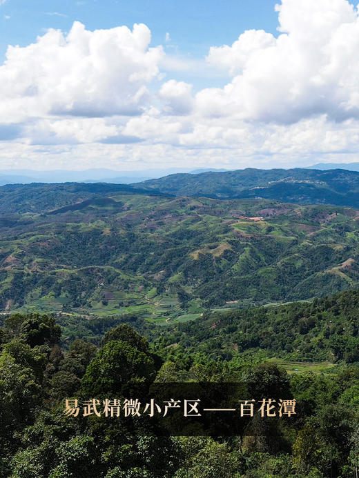3月16日中午12点【百花潭散茶】2026年春茶预售易武茶区百花潭古树以百花之名绽放野冽韵味 原始野韵 弥足珍贵，500克/箱 商品图10