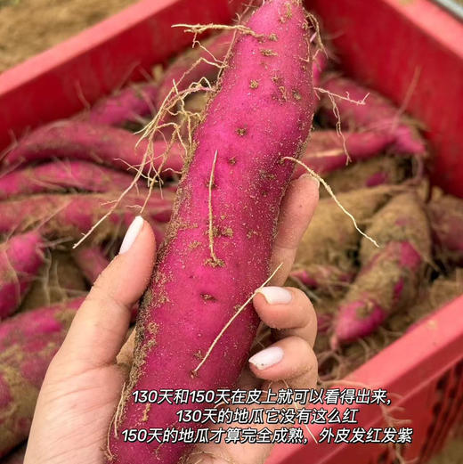 石家庄优选仓库速达，壹家良品&板栗红薯，海南澄迈富硒地瓜，紫红皮黄心软糯香甜栗香浓郁  净重5斤礼盒装 商品图4