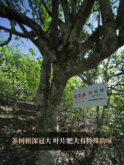 3月16日中午12点【百花潭散茶】2026年春茶预售易武茶区百花潭古树以百花之名绽放野冽韵味 原始野韵 弥足珍贵，500克/箱 商品图8