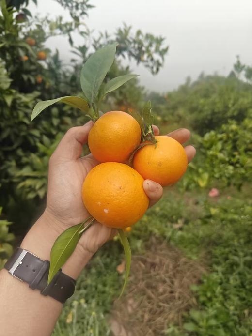 苍穹无核蜜柑，果味浓郁，水分超级足，爆汁，细腻无渣，几乎纯甜，无核 商品图11