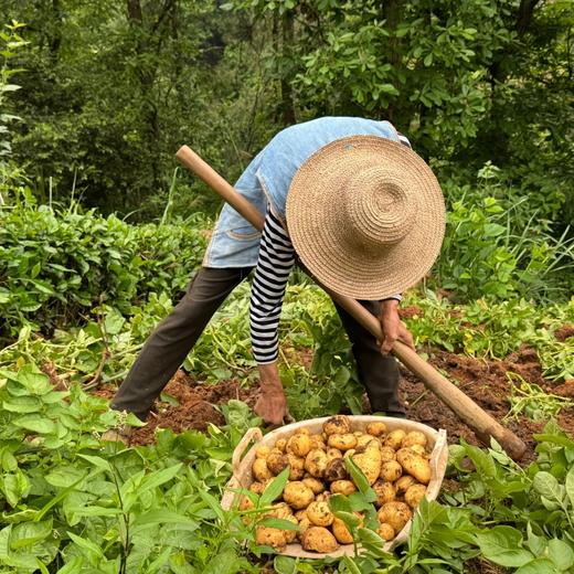 【2026年恩施小土豆 】口感绵糯香甜，恩施老品种 商品图3