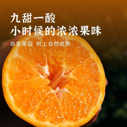 ​丑美生态耙耙柑 商品图0