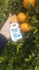 苍穹无核蜜柑，果味浓郁，水分超级足，爆汁，细腻无渣，几乎纯甜，无核 商品缩略图5