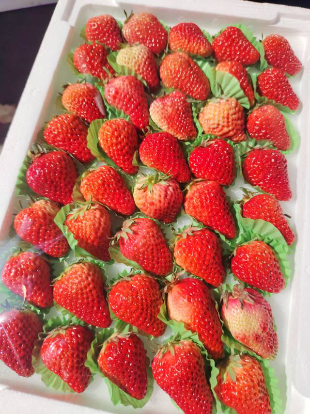 【产地优选】19.9元每板  35粒 奶油草莓（板）