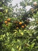 苍穹无核蜜柑，果味浓郁，水分超级足，爆汁，细腻无渣，几乎纯甜，无核 商品缩略图9