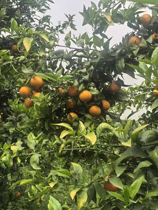 苍穹无核蜜柑，果味浓郁，水分超级足，爆汁，细腻无渣，几乎纯甜，无核 商品图9