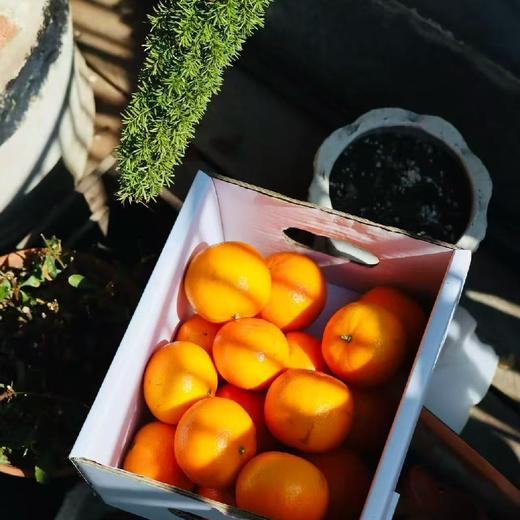 西双版纳无籽茶壤柑【限时折扣】 商品图2