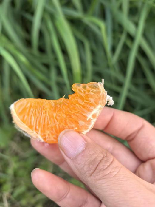 苍穹无核蜜柑，果味浓郁，水分超级足，爆汁，细腻无渣，几乎纯甜，无核 商品图6