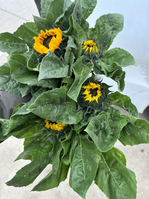 本地向日葵 商品图3