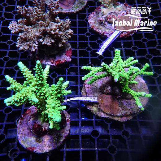 印尼人工SPS 商品图1