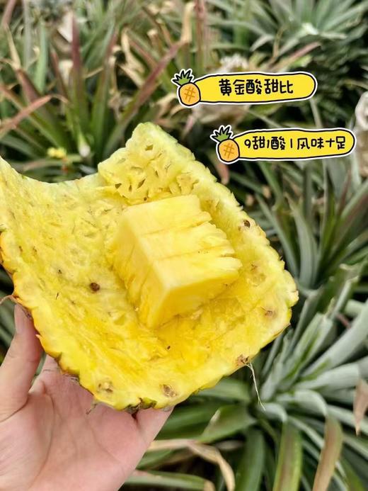 【会员31.5/颗】悠依果海南树上熟黄金凤梨 5#大果 整果2.8斤左右 商品图2