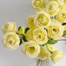 【AB级奶黄色洋桔梗】一扎约8-10朵/份