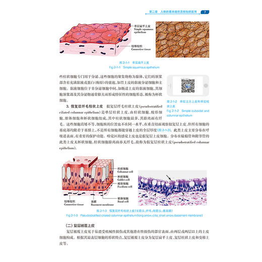 人体形态学 王连唐 主编 供临床医学、基础医学等专业长学制或整合课程使用 改革创新教材 基础医学 9787117393461人民卫生出版社 商品图4