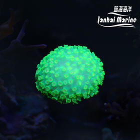 人工印尼黄心茉莉花
