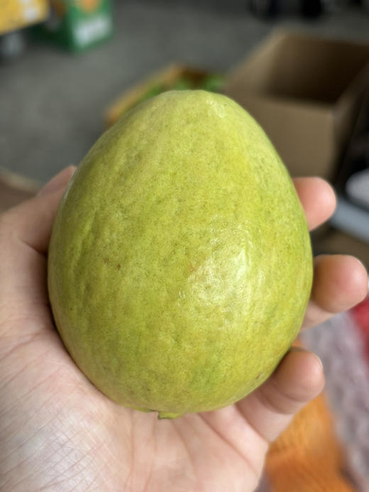 双拼芭乐到货！软糯香甜，巨巨巨好吃。使用有机肥，不催熟，不打药，真正树上熟，拿到就能吃！软软糯糯，香味四溢。 硬吃清甜 软吃糯甜！丰富膳食纤维，好吃不长肉 商品图4