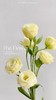 【AB级奶黄色洋桔梗】一扎约8-10朵/份 商品缩略图5