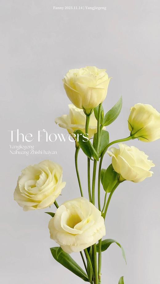 【AB级奶黄色洋桔梗】一扎约8-10朵/份 商品图5