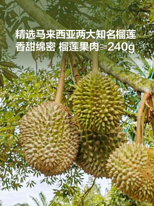 MM 山姆 Goldthon猫山王榴莲披萨 225g*3 商品图2