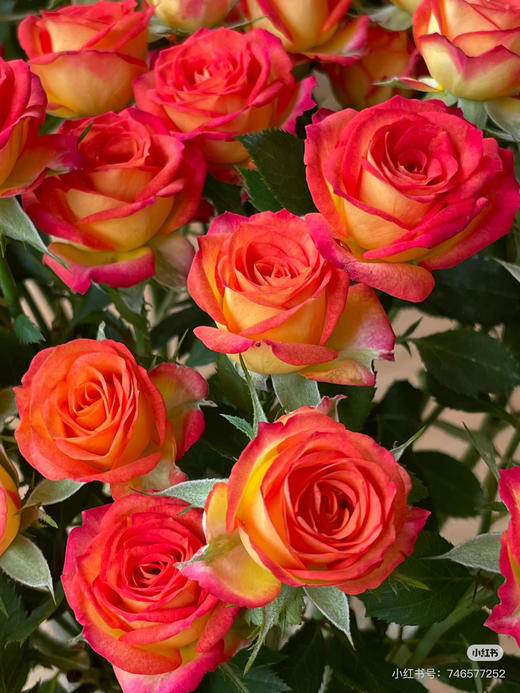 【市场多头】爱丽丝泡泡 9-10支/扎 商品图4