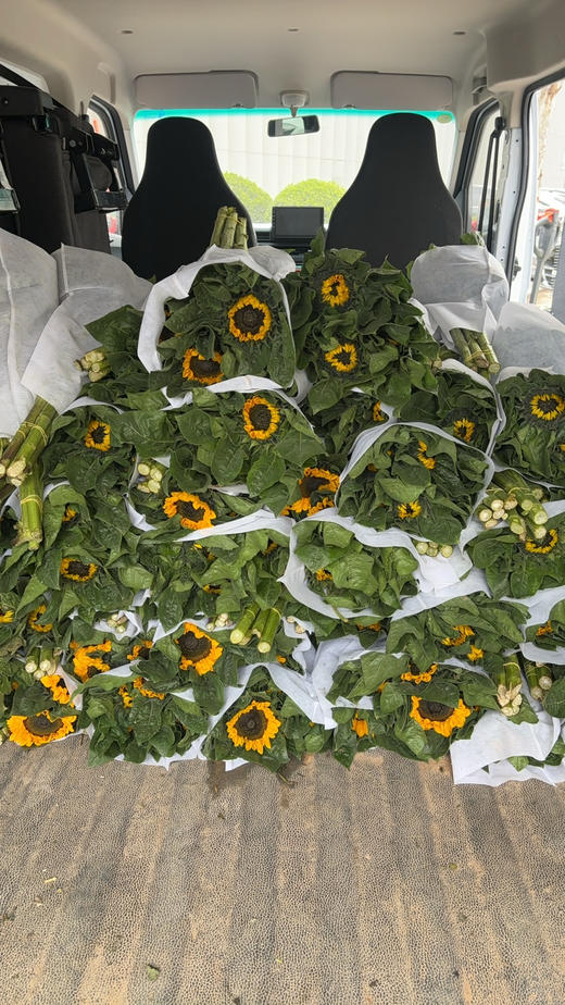 本地向日葵 商品图2