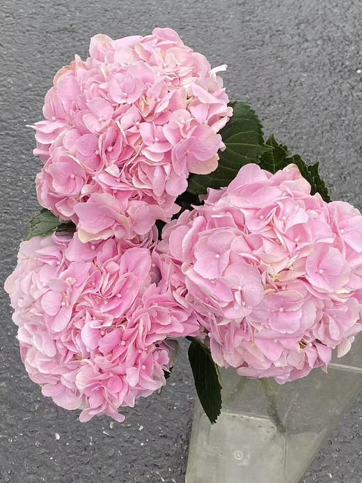 迪瑞特绣球-【初恋】 商品图1