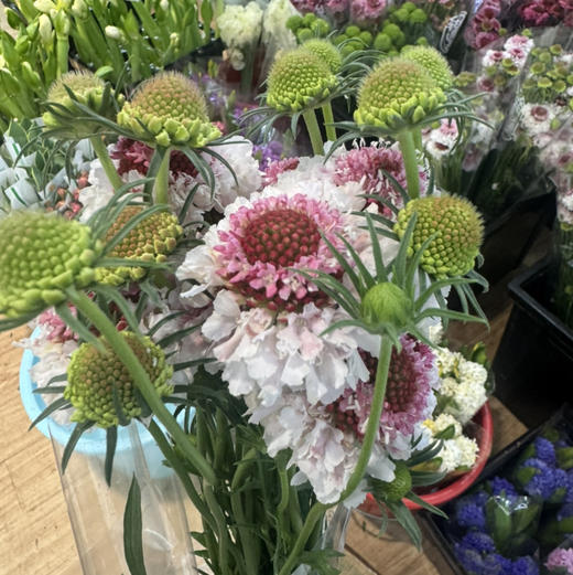 配花-松虫草-琥珀 商品图1