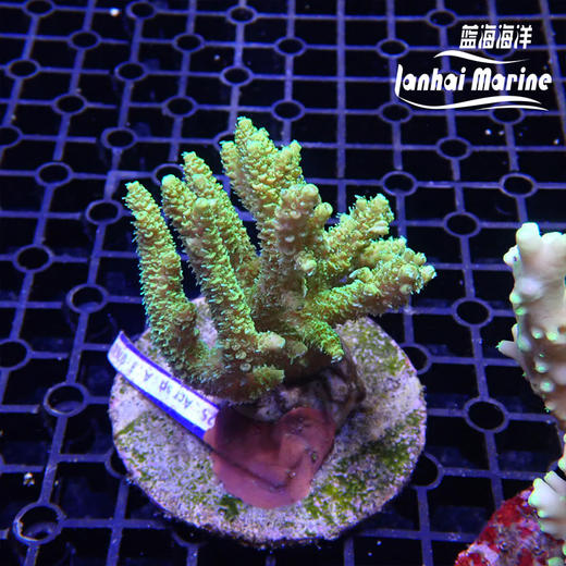 印尼人工SPS 商品图2