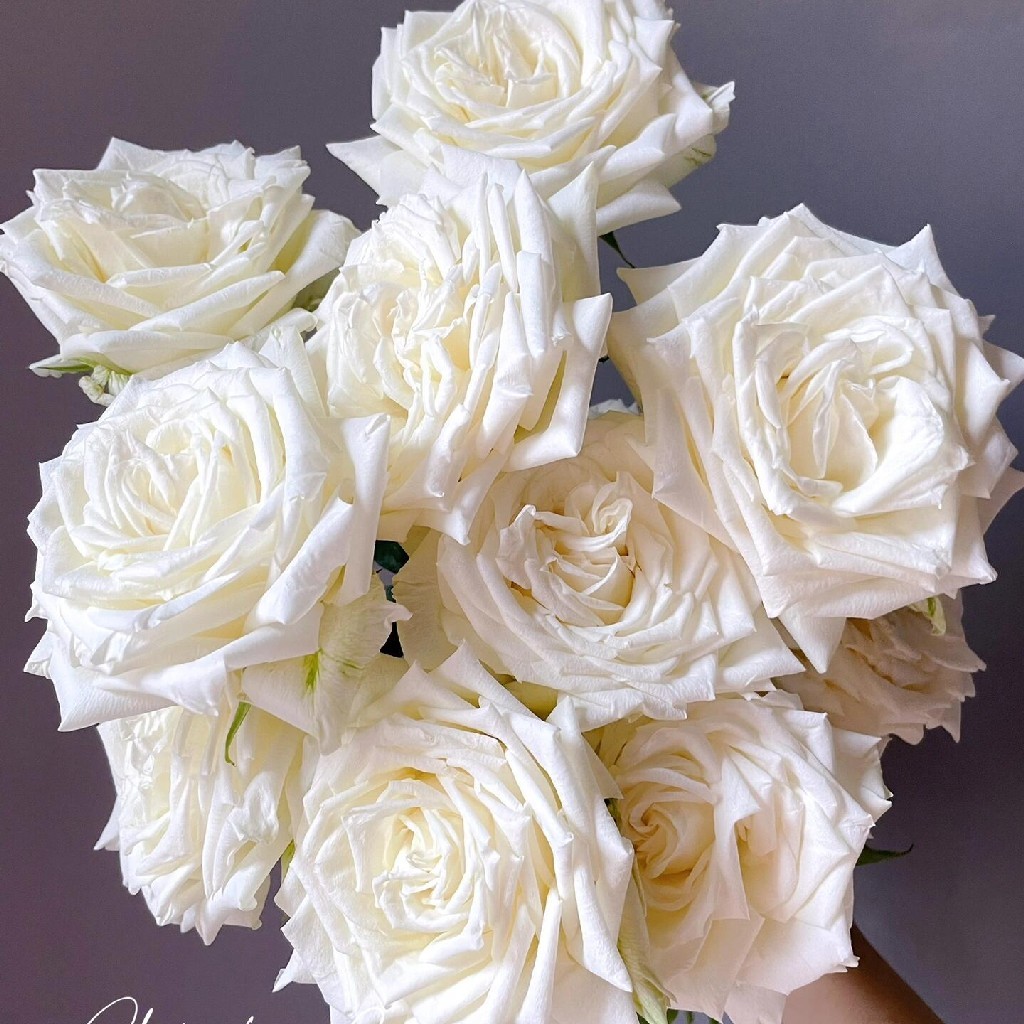 【AB级坦尼克玫瑰】18-20支/份  长约55-60cm