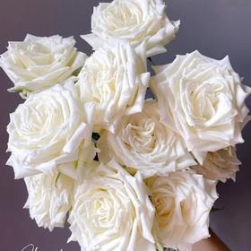 【AB级坦尼克玫瑰】18-20支/份  长约55-60cm