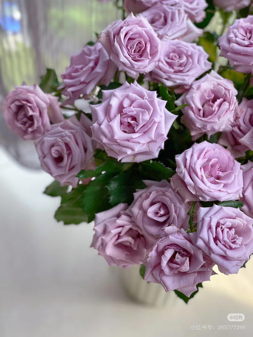 【市场多头】九星蓝狐 浅紫色  10支/扎 商品图3