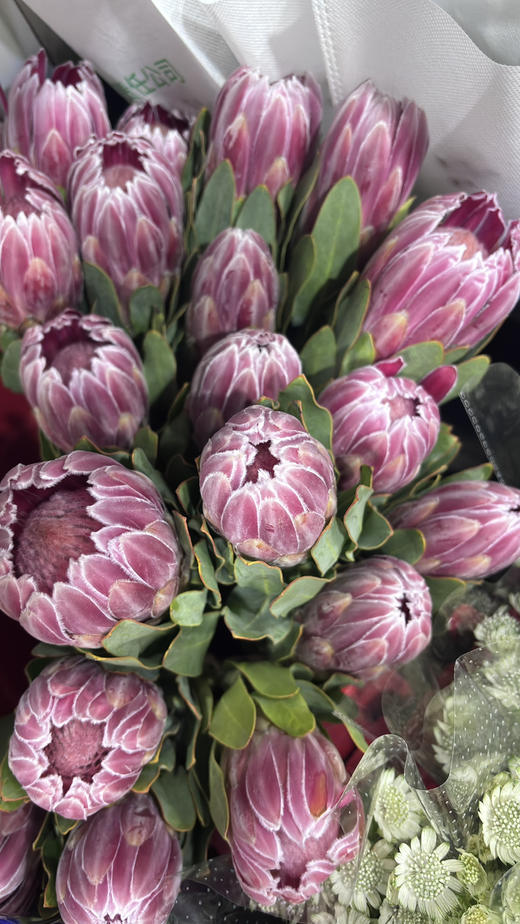 【南非公主】嘉年华-单枝  粉色 商品图8