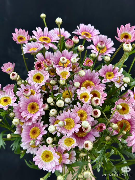 【期待的爱】玛格丽特-可爱粉 约 10 枝/扎 商品图3